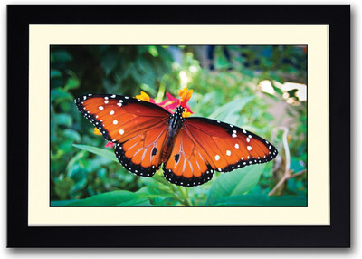 Yellow and Black Butterfly On Flower Fine Art Print(14 inch X 20 inch, Framed)