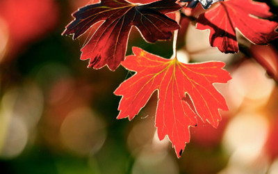 

Posterhouzz Autumn Fine Art Print Poster Fine Art Print(12 inch X 18 inch, Rolled)