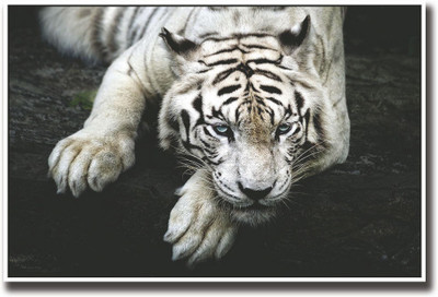 

White Tiger Crouching Fine Art Print(12 inch X 18 inch, Rolled)