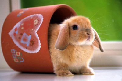 

Oshi - Cute Bunny Paper Print(12 inch X 18 inch, Streched)