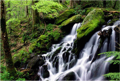 

Nature Paper Print(19 inch X 13 inch, Rolled)