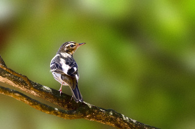 50% OFF on Brid B04 Paper Print(26 inch X 40 inch)