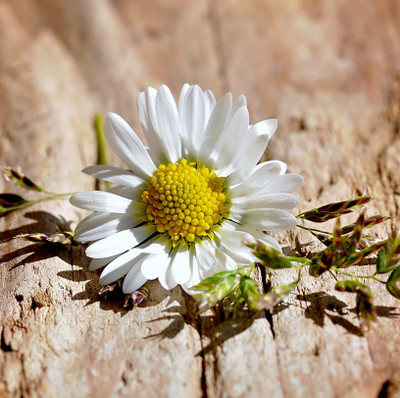 

Tallenge Christmas Collection - White Flower On Wooden Table - Framed Photo Print For Gifting And Home And Office Décor On Photographic Paper(12 inch X 12 inch, Framed)