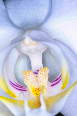 

Posterhouzz Flower Fine Art Print Poster Fine Art Print(18 inch X 12 inch, Rolled)