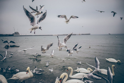 

flying swan in ocean poster Fine Art Print(12 inch X 18 inch, Rolled)
