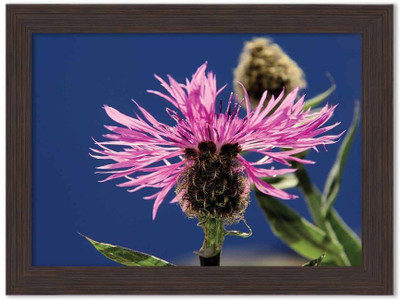 

Flowers Themed Framed Poster Photographic Paper(13.5 inch X 10 inch, Box Packing)