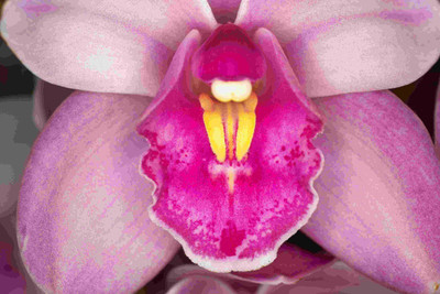 Posterhouzz Flower Fine Art Print Poster Fine Art Print(12 inch X 18 inch, Rolled)