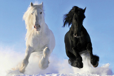

Black & White Horse Paper Print(12 inch X 18 inch, Rolled)