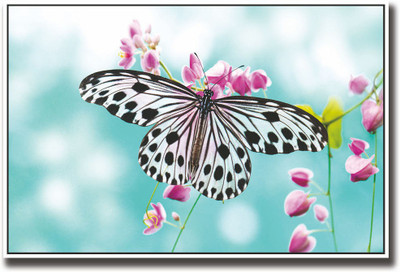 

Beautiful black and white butterfly Fine Art Print(12 inch X 18 inch, Rolled)
