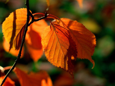 

Posterhouzz Autumn Fine Art Print Poster Fine Art Print(12 inch X 18 inch, Rolled)