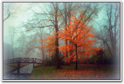 

Park and Fog Paper Print(12 inch X 18 inch)