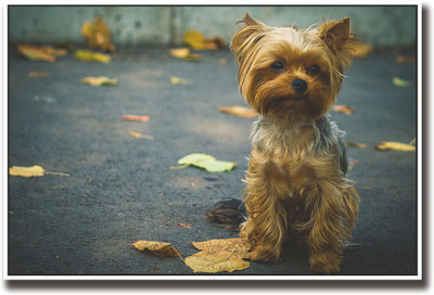 

Cute dog on street Fine Art Print(12 inch X 18 inch, Rolled)