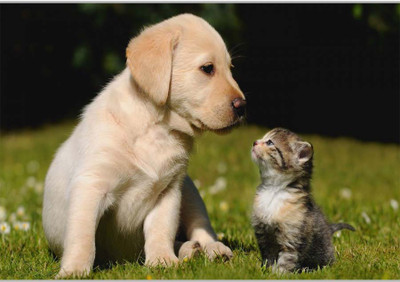 

Posterhouzz Cute Friendship Paper Print(12 inch X 18 inch, Rolled)