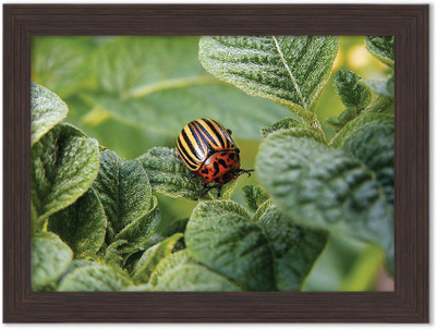 

Insects Nature Themed Framed Poster Photographic Paper(13.5 inch X 10 inch, Box Packing)