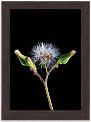 

Cotton Flower Framed Poster Photographic Paper(13.5 inch X 10 inch, Box Packing)