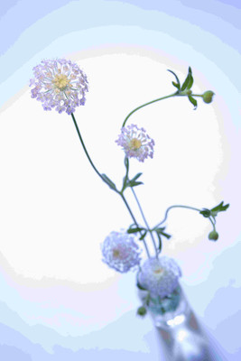 

Posterhouzz Flower Fine Art Print Poster Fine Art Print(18 inch X 12 inch, Rolled)