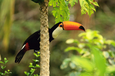 

Child's Love - Hornbill Bird (2) Paper Print(12 inch X 18 inch, Stretched)