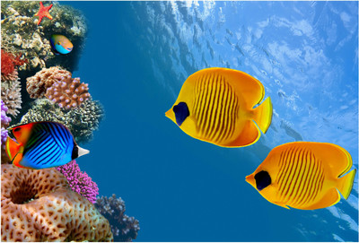 

Fish Wallpaper Photographic Paper(13 inch X 19 inch, Rolled)