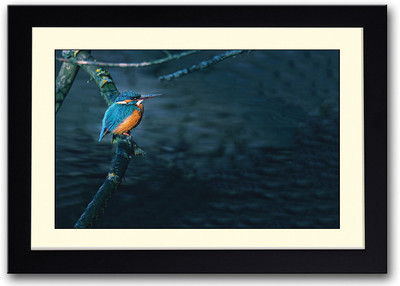 

Blue Bird On Branch Fine Art Print(14 inch X 20 inch, Framed)