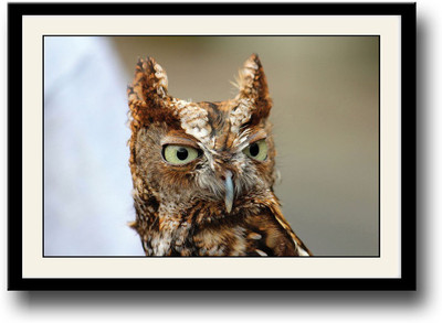 

Owl amazing photography Fine Art Print(10 inch X 14 inch, Framed)