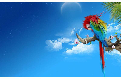 

Rainbow on a Parrot - Medium Size Ready To Frame Rolled Digital Art Print On Photographic Paper(27 inch X 18 inch, Rolled)