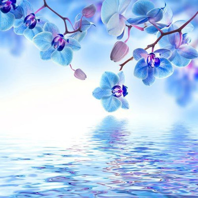 

Nature Fine Art Print(36 inch X 36 inch, Rolled)