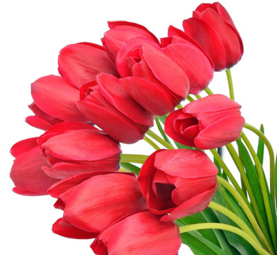 

Posterhouzz Flower Fine Art Print Poster Fine Art Print(12 inch X 18 inch, Rolled)