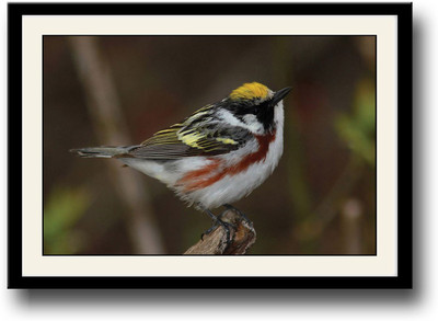

Chestnut Sided Warbler Bird Fine Art Print(10 inch X 14 inch, Framed)