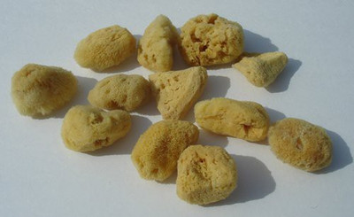 

Sponge Producers Naturals Natural Sea Silk Sponges