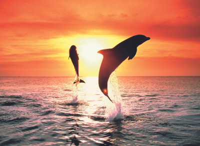 

Ravensburger Dolphin Sunset(500 Pieces)