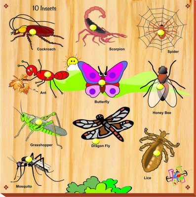 

Kinder Creative Insects with Knobs(10 Pieces)
