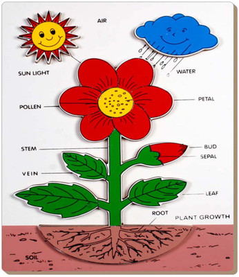 

Tomafo PLANT GROWTH(1 Pieces)