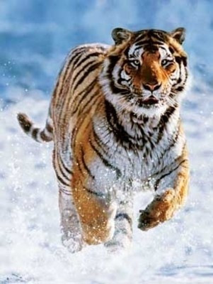 

Ravensburger Tiger in Winter(500 Pieces)