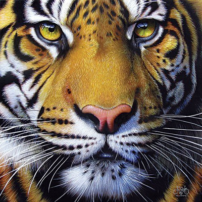 

SunsOut Tiger Face a 1000-Piece Jigsaw(1000 Pieces)