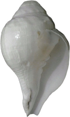 

Divine Temples Raw Vamavarti Loud (15 cms) Blowing Shankh(White)