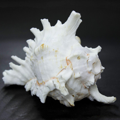 

THE HOLY MART BLOWING KURMA SHANKH (CONCH) Blowing Shankh(Beige)