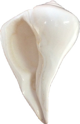 

Sukar Sakthi Dhakshinavarti laxmi pooja 186 gms 13.5 cm length Sacred Shankh(White)