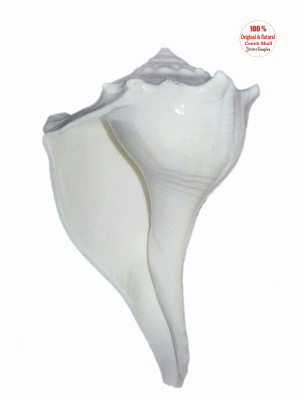 

Divine Temples Original Dakshinavarti Sacred Shankh(White)