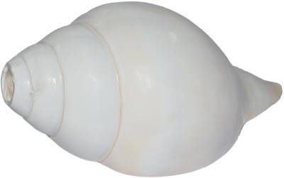 

Spiritual Max Jumbo Sized (18 cm) Very Loud Blowing Shankh(White)