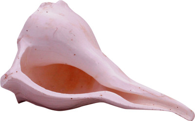 

jaipurgemsandhandicrafts Natural Dakshinavarti Conch 2 Inches Decorative Shankh(White)