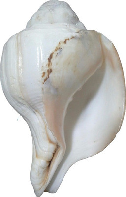 

Divine Temples Raw Natural Blowing Shankh(White)