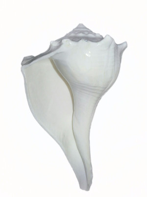 

Narayan Religious Shopee Dakshinavarti Sacred Shankh(White)
