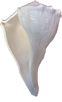 

Sukar Sakthi Dhakshinavarti Laxmi Pooja 17 cms and 343 gms Sacred Shankh(White)