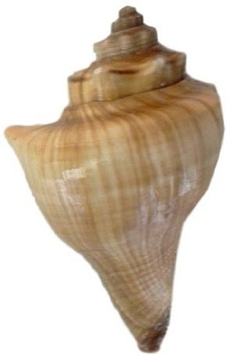 

Divine Temples Vamavarti (8 cms) Sacred Shankh(Brown)