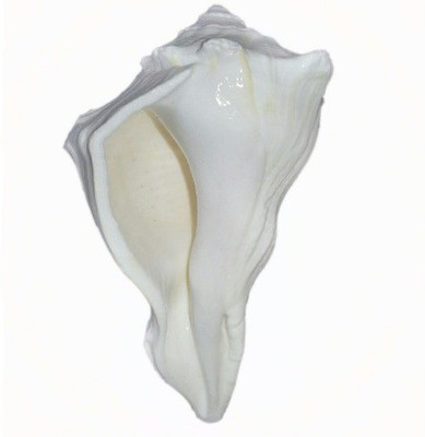 

Divine Temples Dakshinavarti (8 cms) Sacred Shankh(White)
