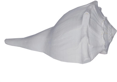 

Spiritual Max Dakshinavarti Laxmi Sacred Shankh(White)