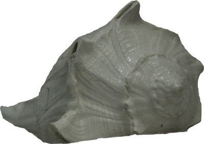 

swadesibuyzzar Natural Dakshinavart Shankh Decorative Shankh(White)