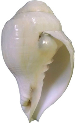 

Divine Temples Left Handed (Vamavarti) - 15 cms Blowing Shankh(White)