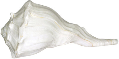 

Spiritual Max Dakshinavarti Laxmi / Left Hand Sacred (White) Blowing Shankh(White)