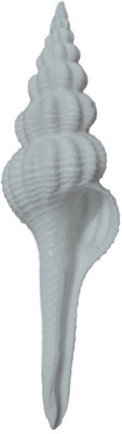 

Divine Temples Unique & Rare (13.5 cms) Sacred Shankh(White)